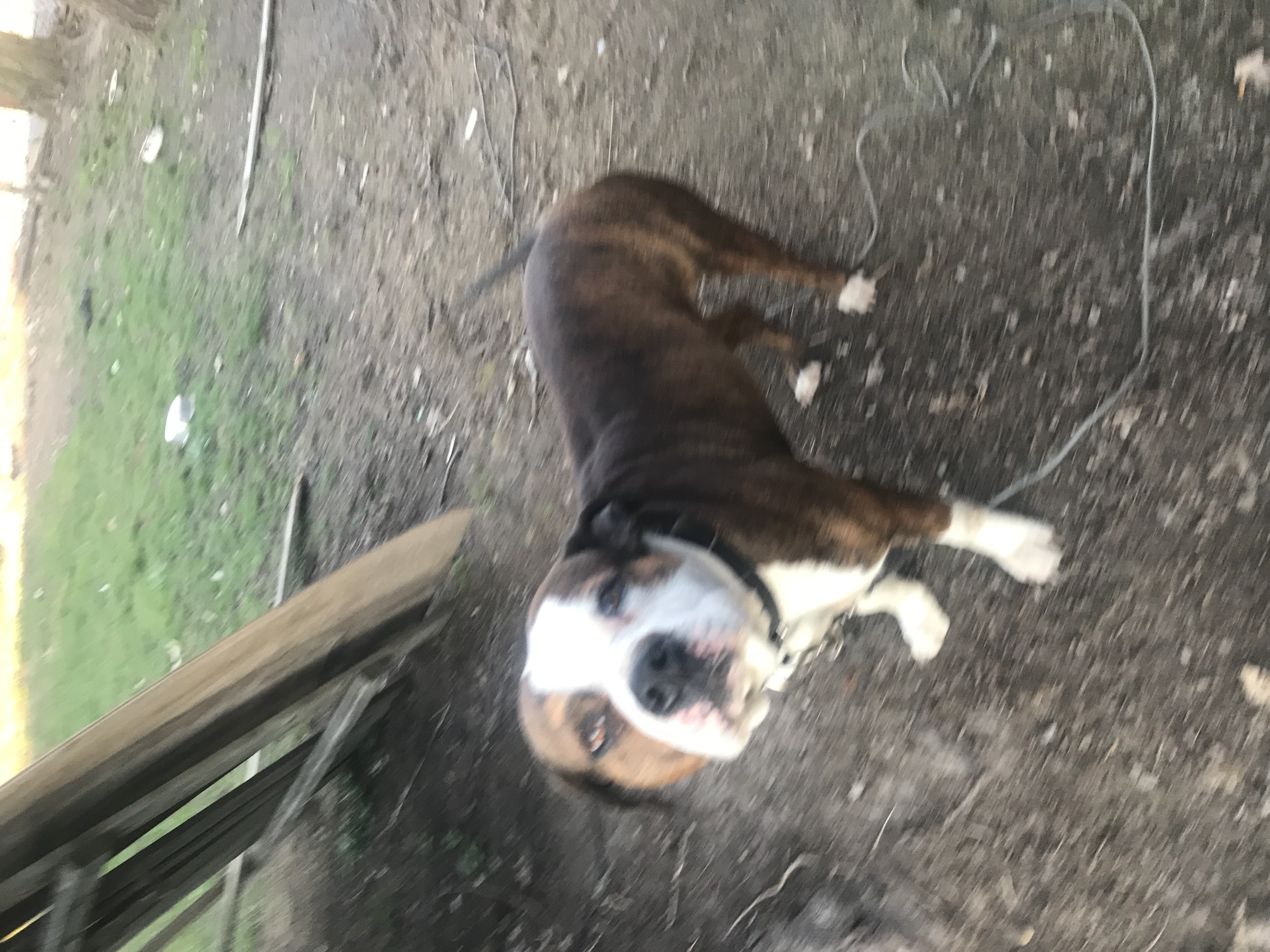 Lost & Found Pets Database 1 19b2c573 b61a 4a9a 9d6c ba6316dcac44