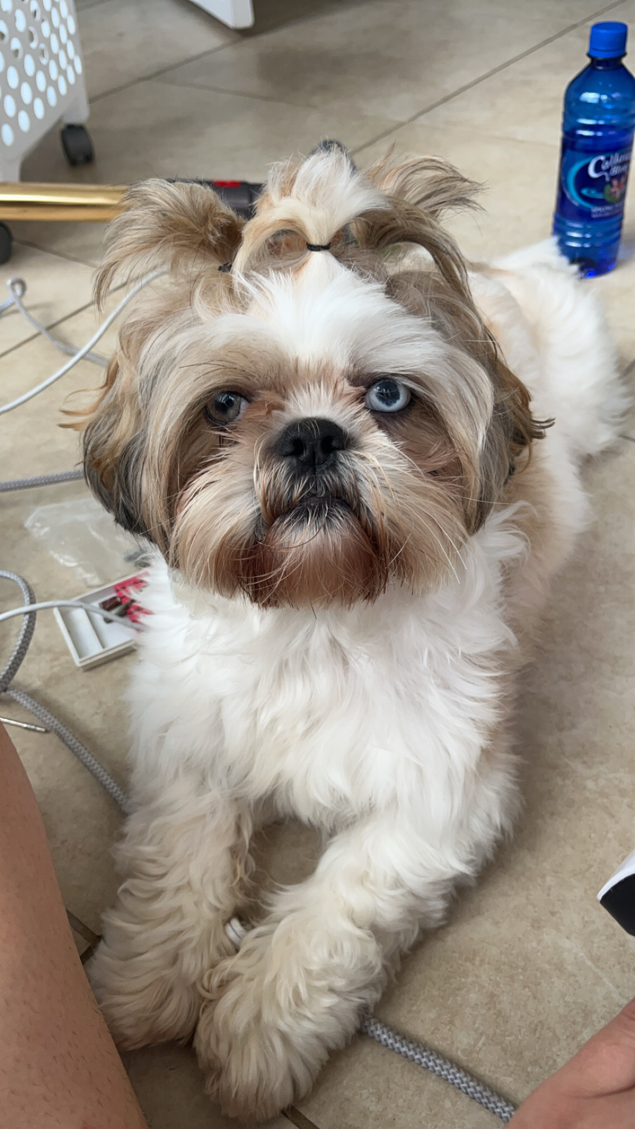 Lost & Found Pets Database 1 01b842e2 6704 4150 8e2b 7d81b3ee3dab