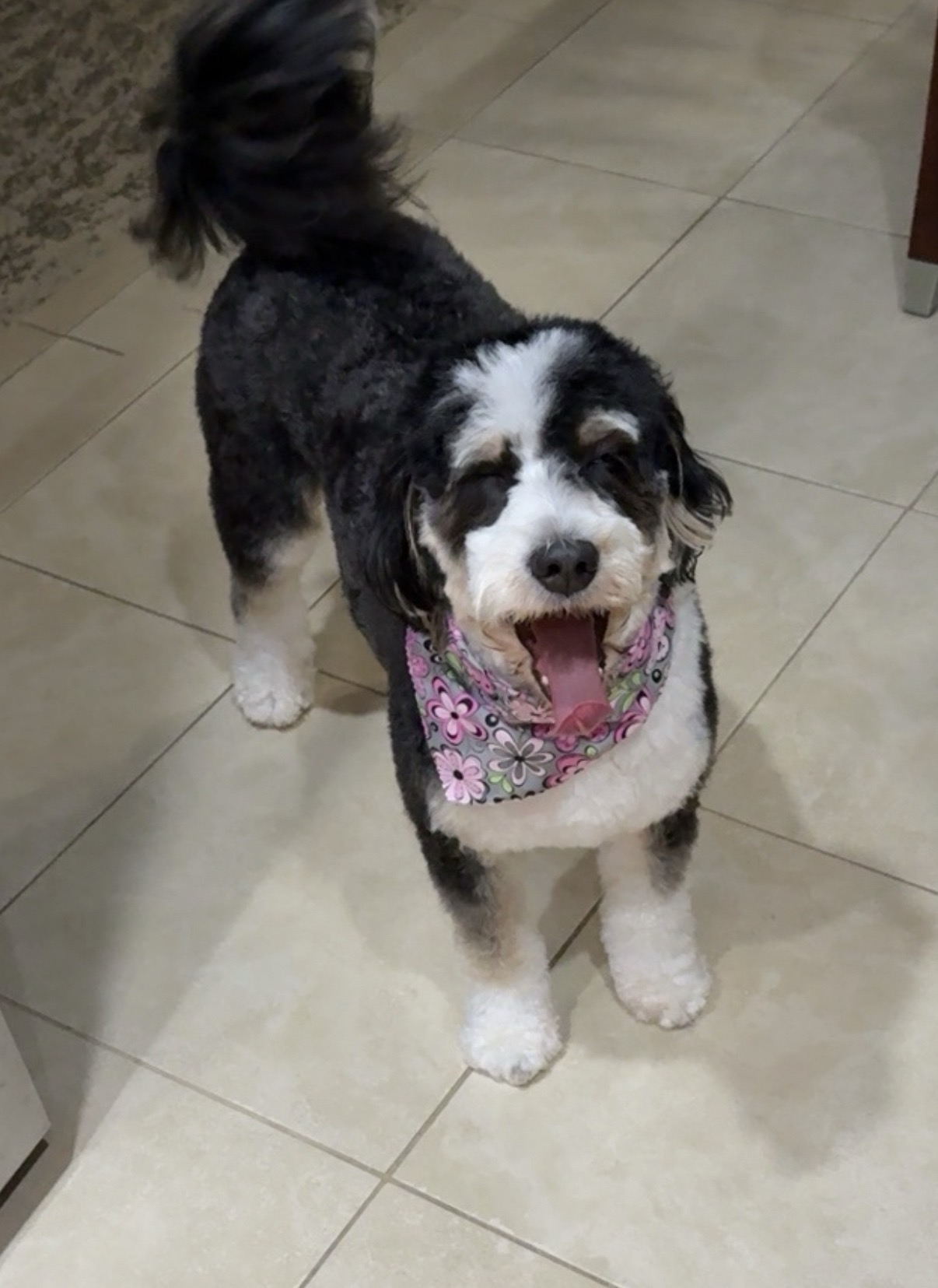 Lost & Found Pets Database 1 16e9f2d6 9cd8 43b5 8dda 4b39dfc14721