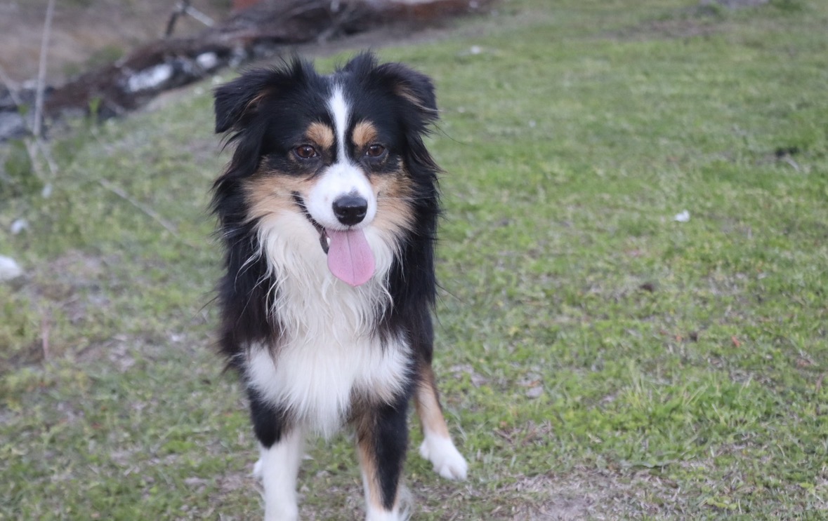 Lost & Found Pets Database 1 41297d9e 0d0c 47c3 87fb 1acb4e578580