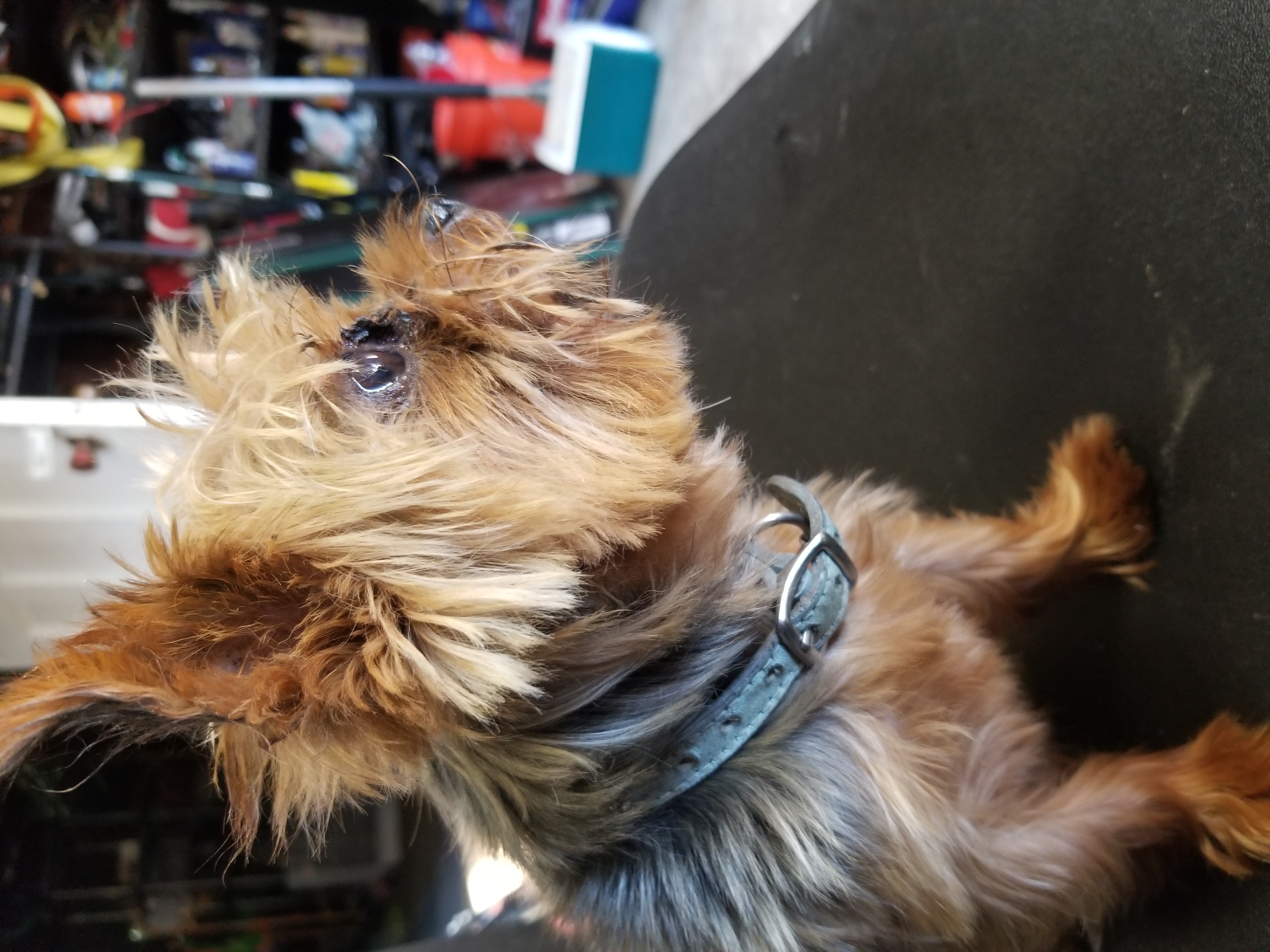 Lost & Found Pets Database 2 4321e3c5 6822 4bc6 87b0 4820d586d318