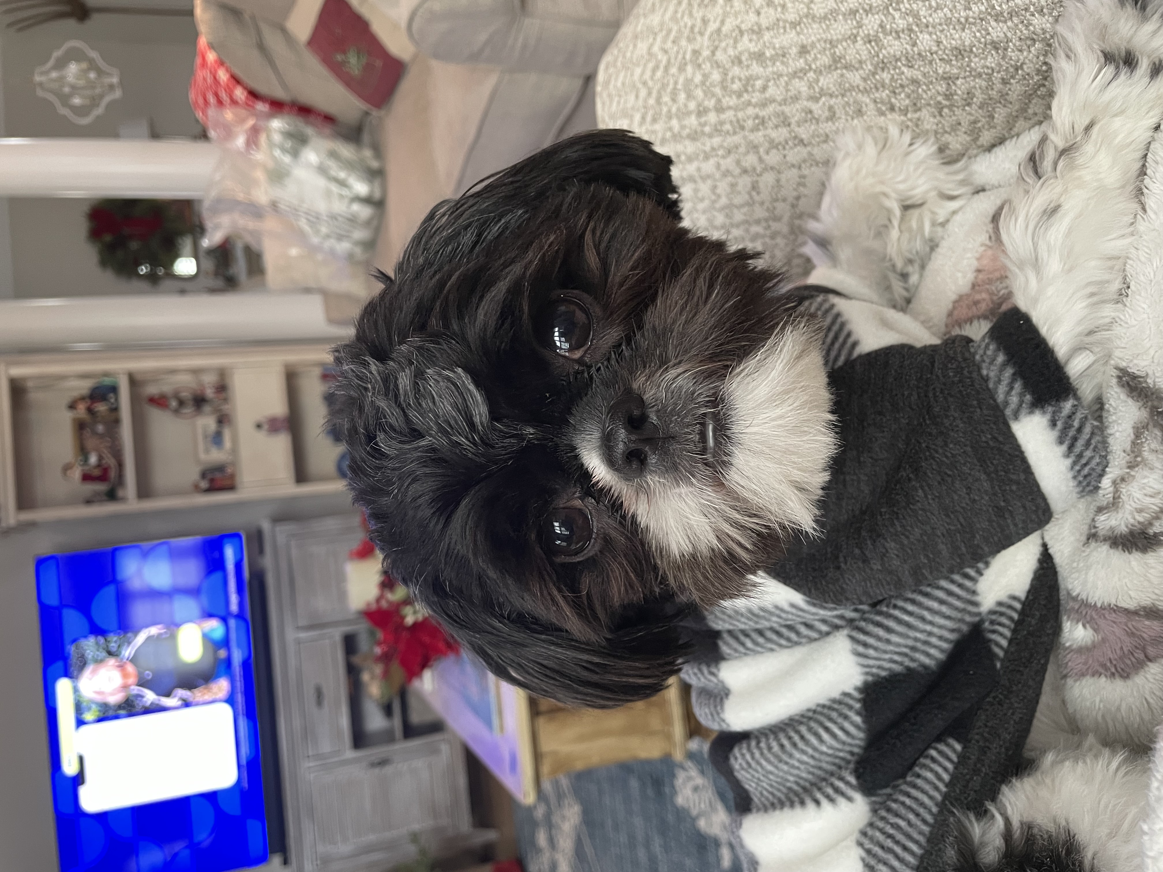 Lost & Found Pets Database 3 52ae3453 3b64 4693 a891 60e71481799d