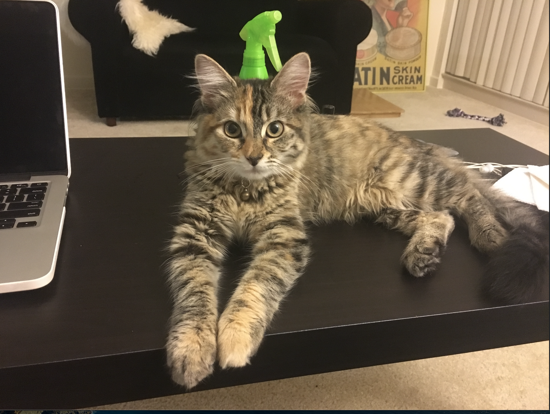 Lost & Found Pets Database 1 562bb526 dd4e 4f5d aaf5 5755a987b1a8