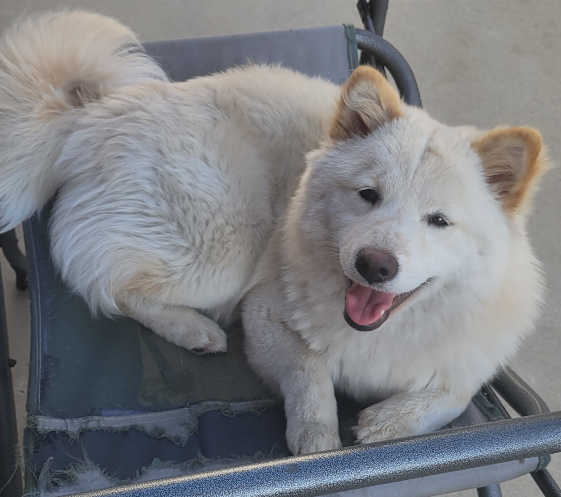 Lost & Found Pets Database 1 5a1746cb 6532 4bf8 89fd e2b5992241a1