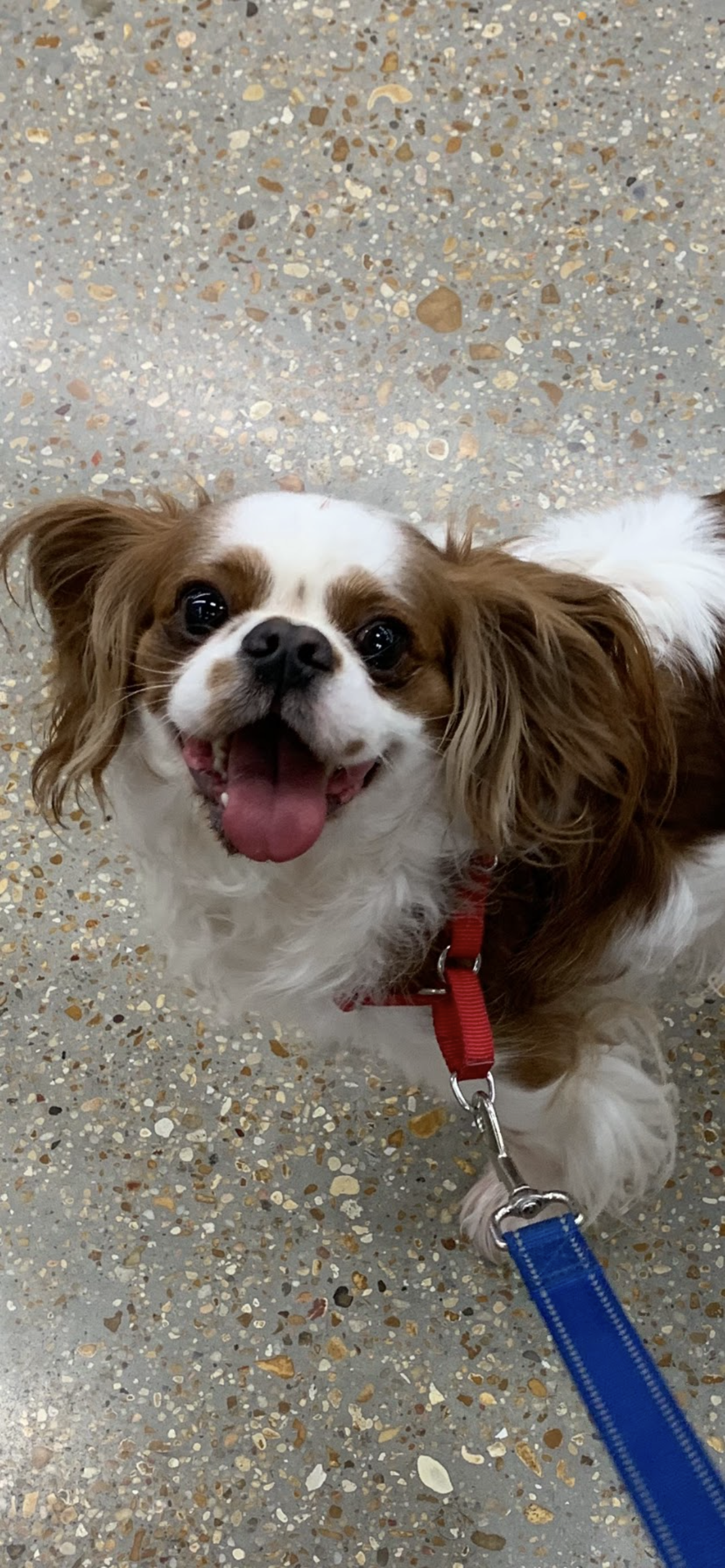 Lost & Found Pets Database 1 5c5eccab da46 4899 9fb6 dc435fdfd526
