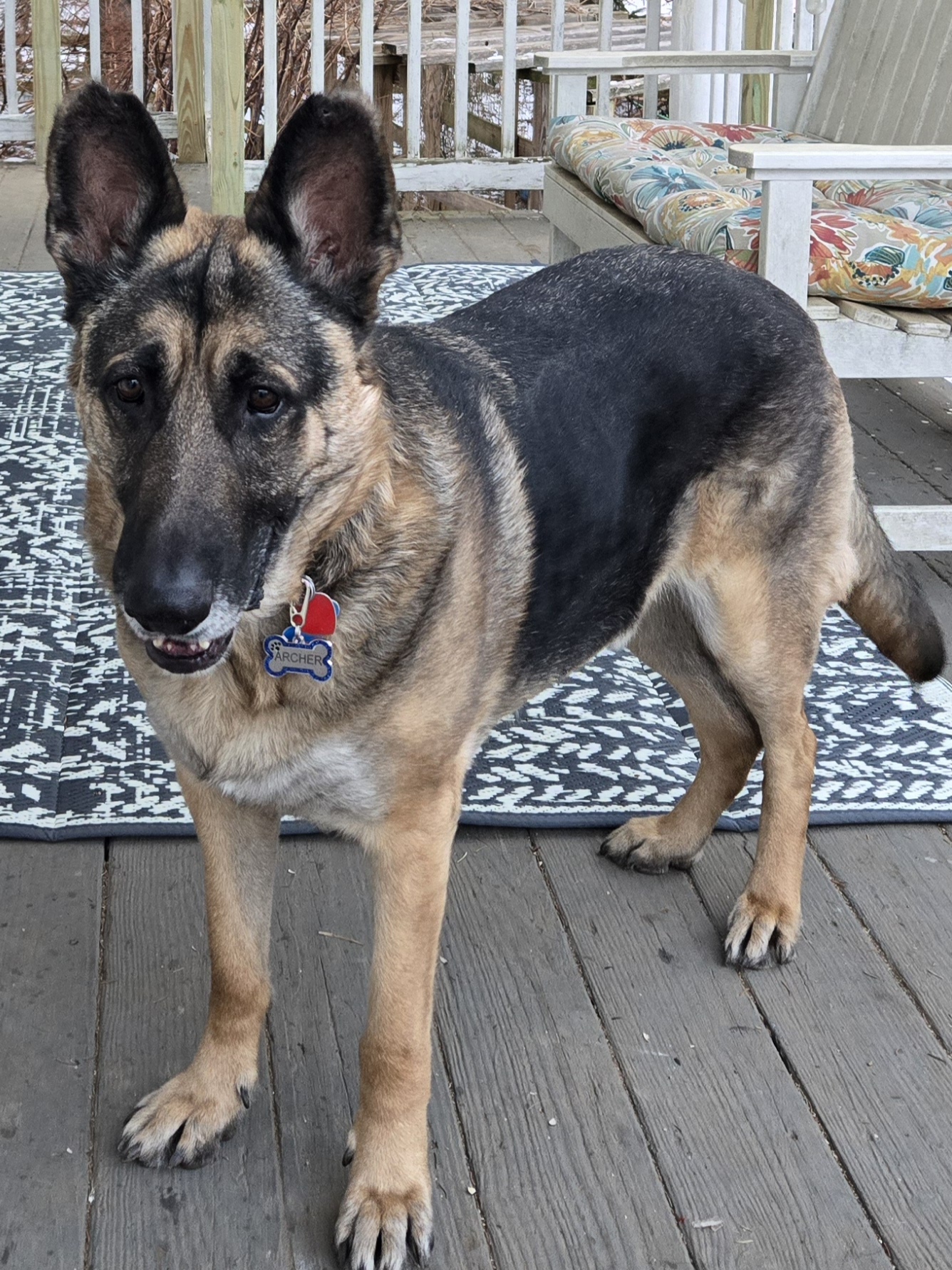 Lost Dog: Archer