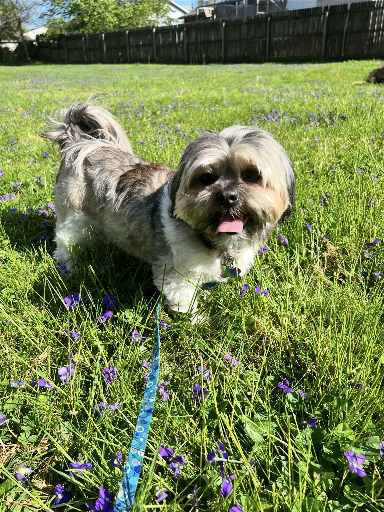 Lost & Found Pets Database 1 6775fe09 fe46 4569 ba54 89228b5abb10