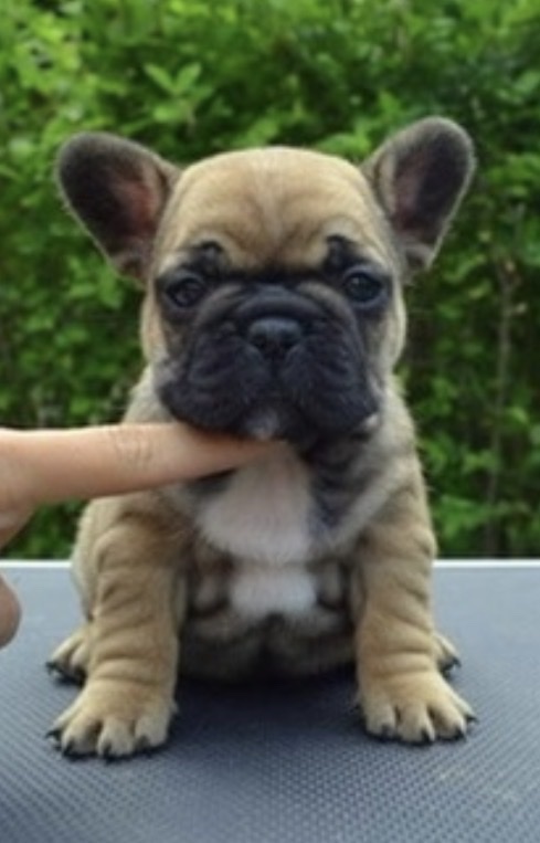 Lost & Found Pets Database 4 67d69933 bfc6 4360 ae82 659d4f66ad70