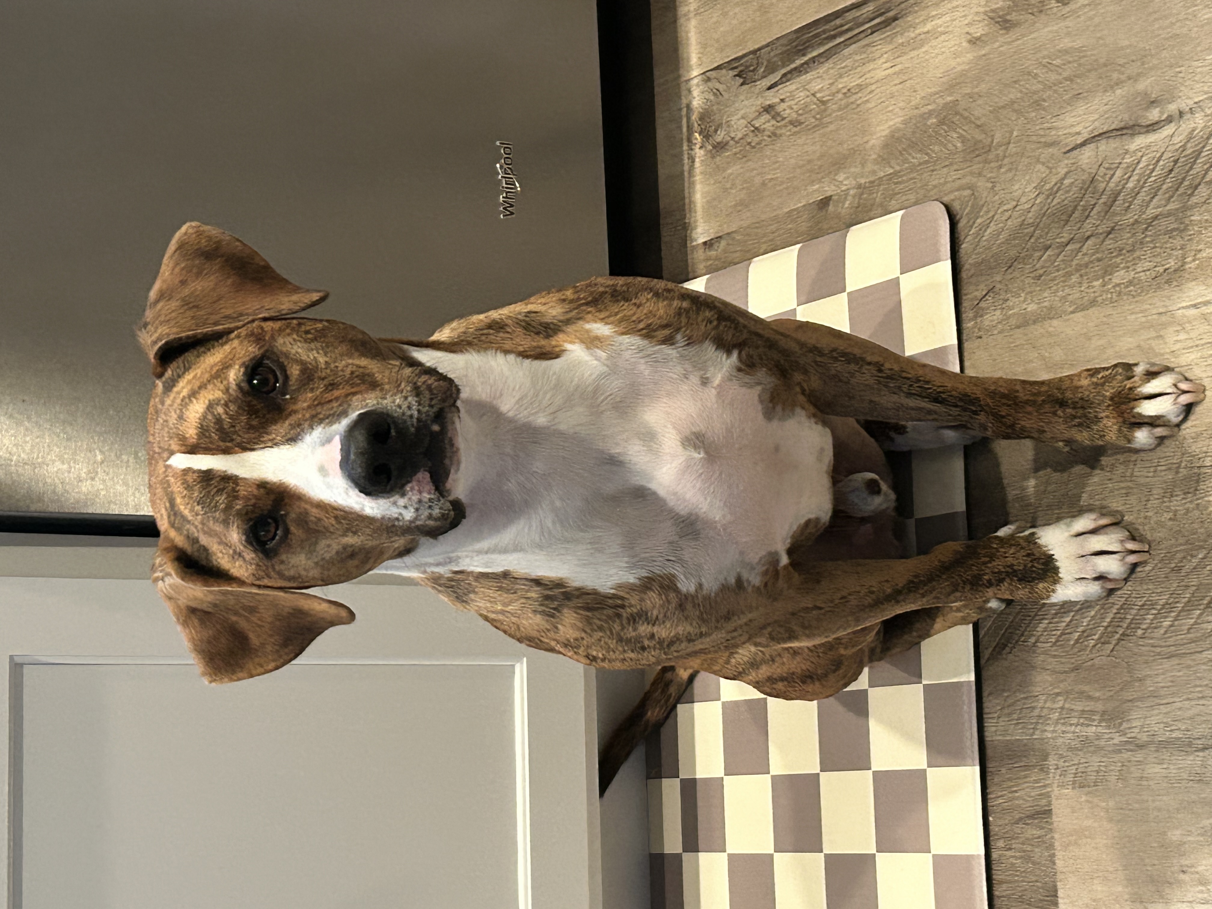 Lost & Found Pets Database 1 7332a000 0ada 46d9 9339 883475cb3ee7