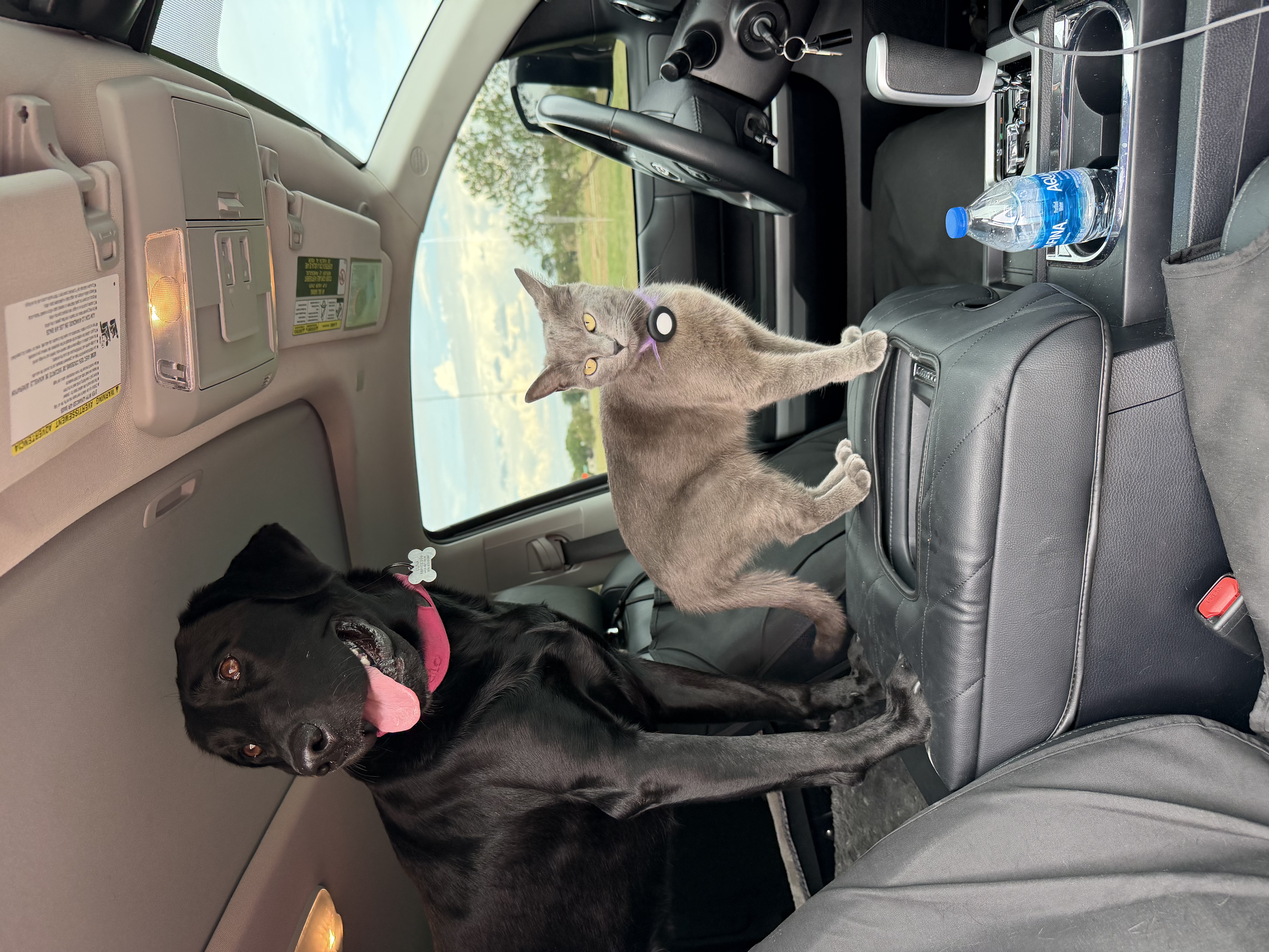 Lost & Found Pets Database 1 799ac2fc 28f0 4c7b acd7 766b7d871927