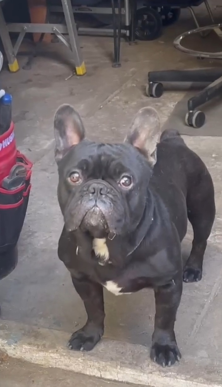 Lost & Found Pets Database 3 7d184efe 8350 46ab 9817 4d9bab1197f3
