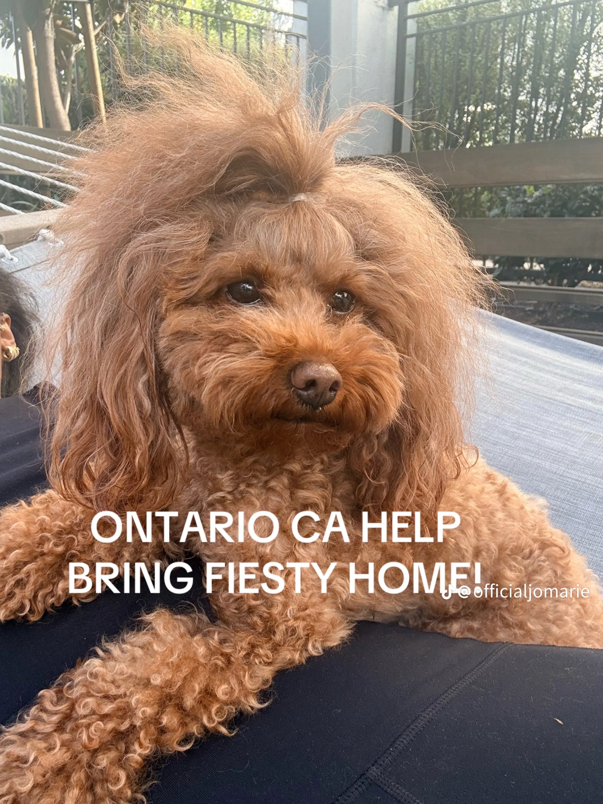 Lost & Found Pets Database 1 9927c959 5a31 4449 bcaf def446b3d39e