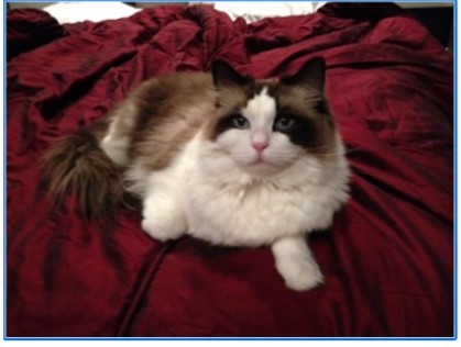 Lost & Found Pets Database 3 c241b3db f6e7 4c14 b5c9 9ce4fa019d68