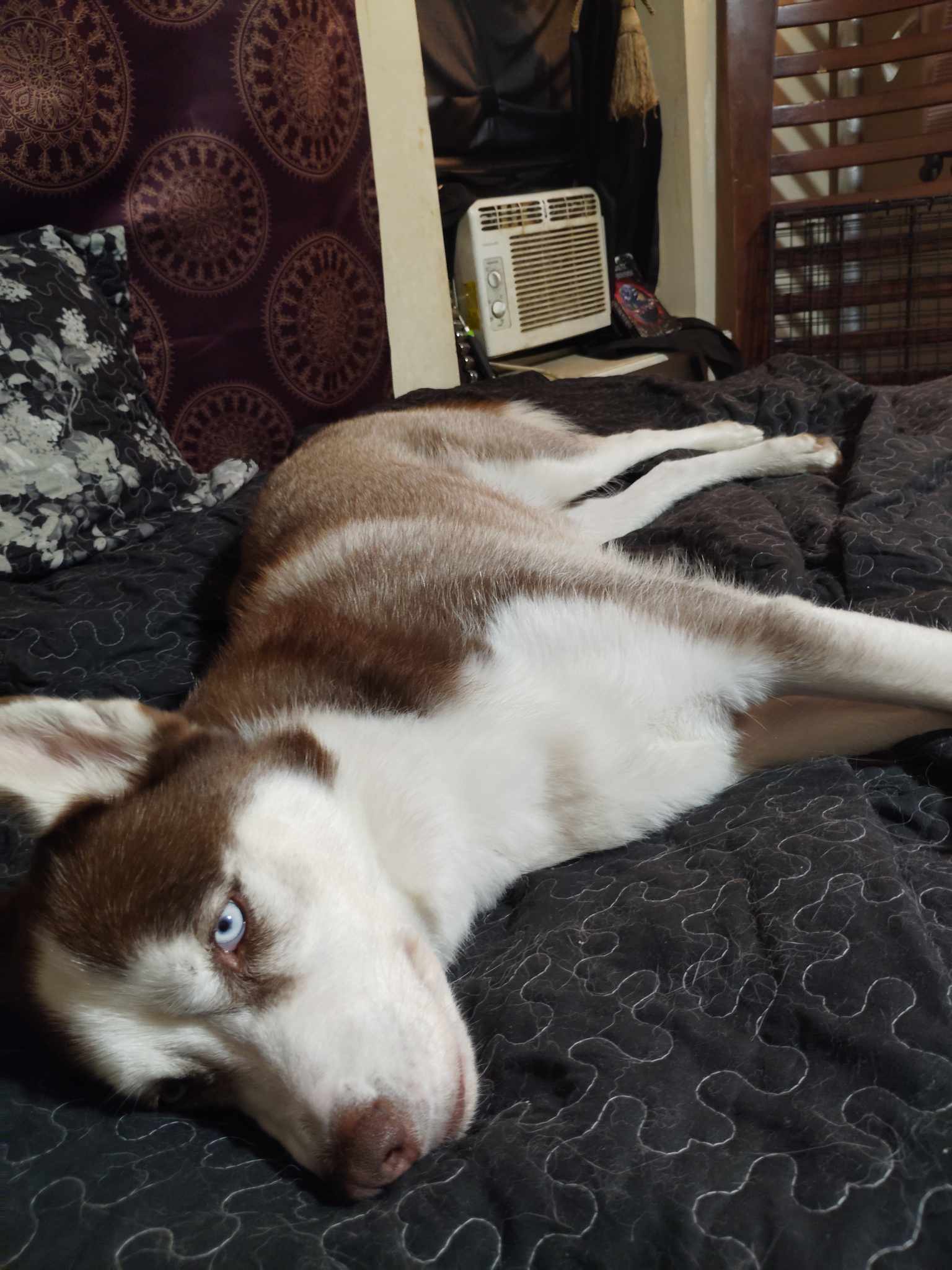 c2489b83 492a 4cbd a838 e312746419a1