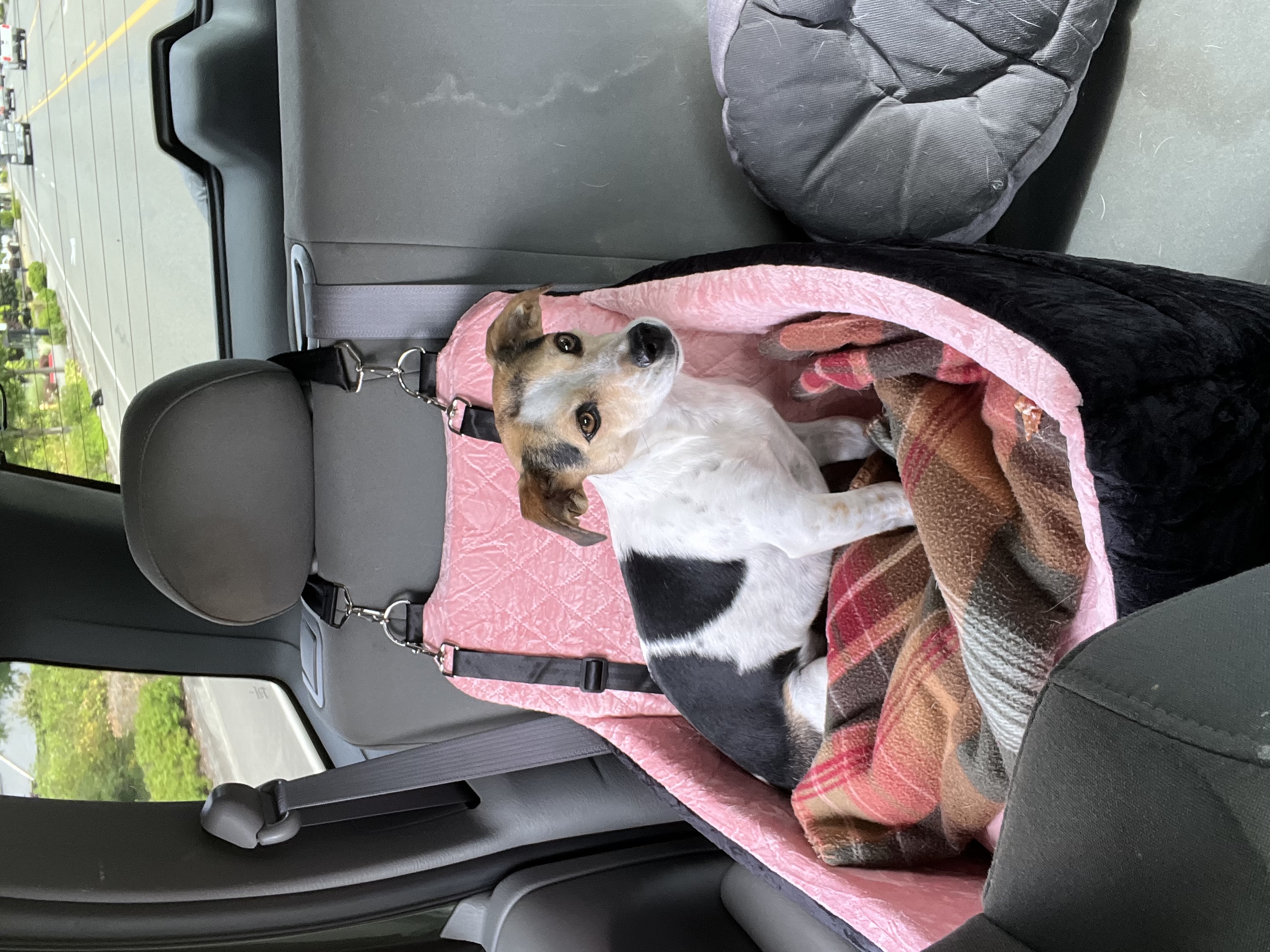 Cape Ann Lost Pets 5 dce9c368 9b36 42cb a35b db66076f2e66