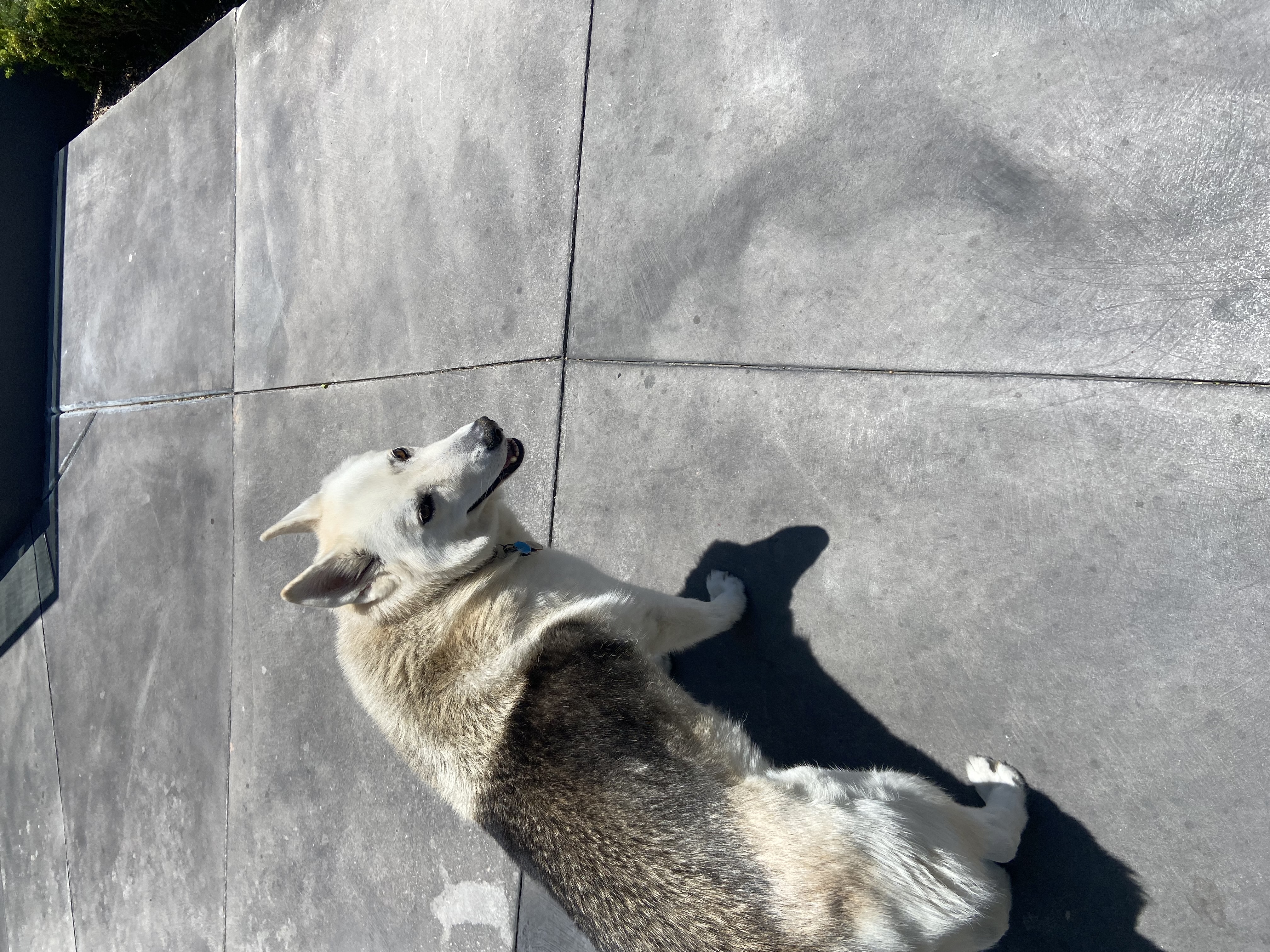 Lost & Found Pets Database 4 e6a7b56a c2e2 477a bb21 0516970e3c9e