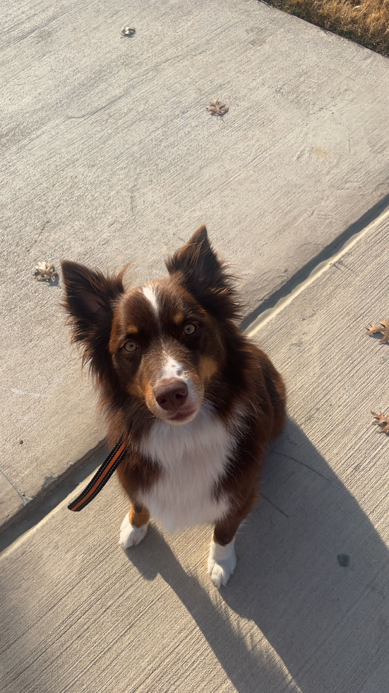Cape Ann Lost Pets 6 eea1b4b5 3ea4 437f aa7e 64cfd5d15790